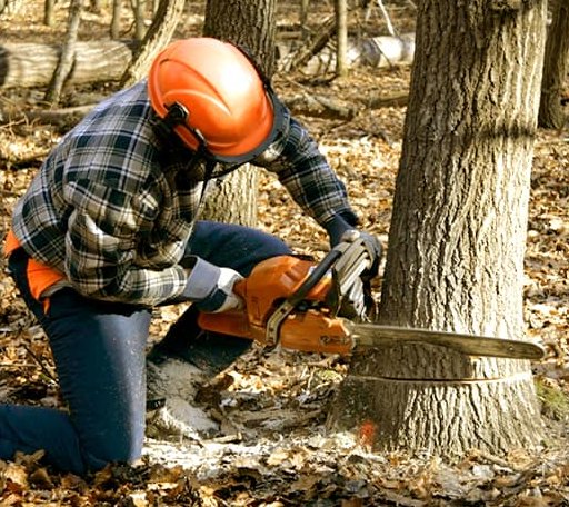 Tree Removal in Guy, TX